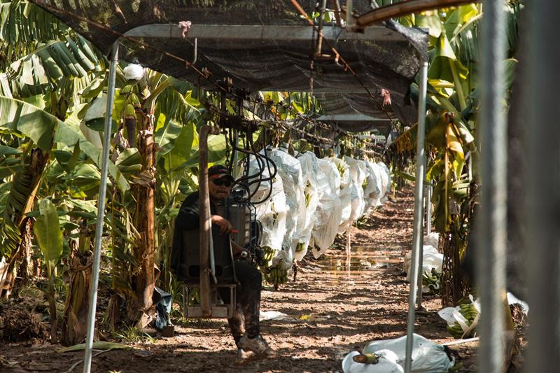 Tratamiento de plátanos Salvita
