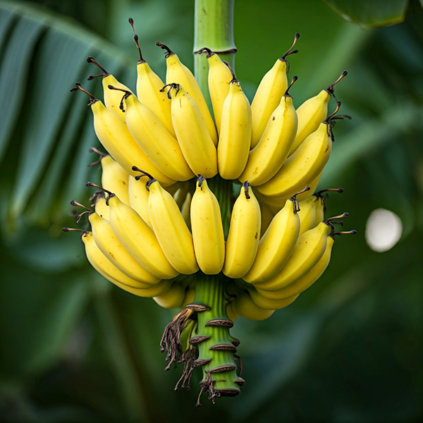 Plátanos en una planta de plátanos